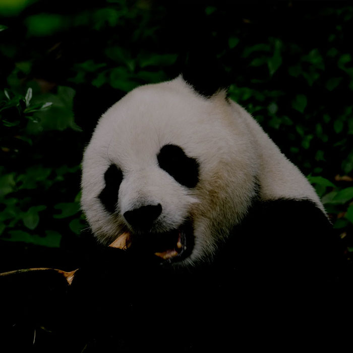 panda